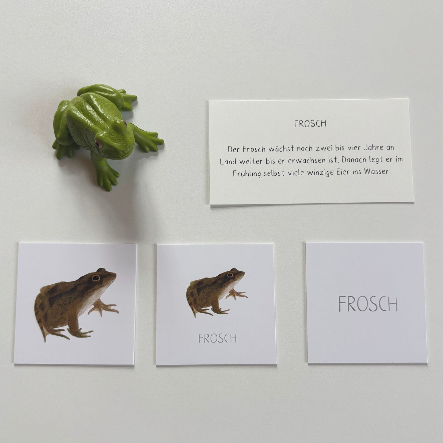 Lebenszyklus Frosch (mit Miniaturen)