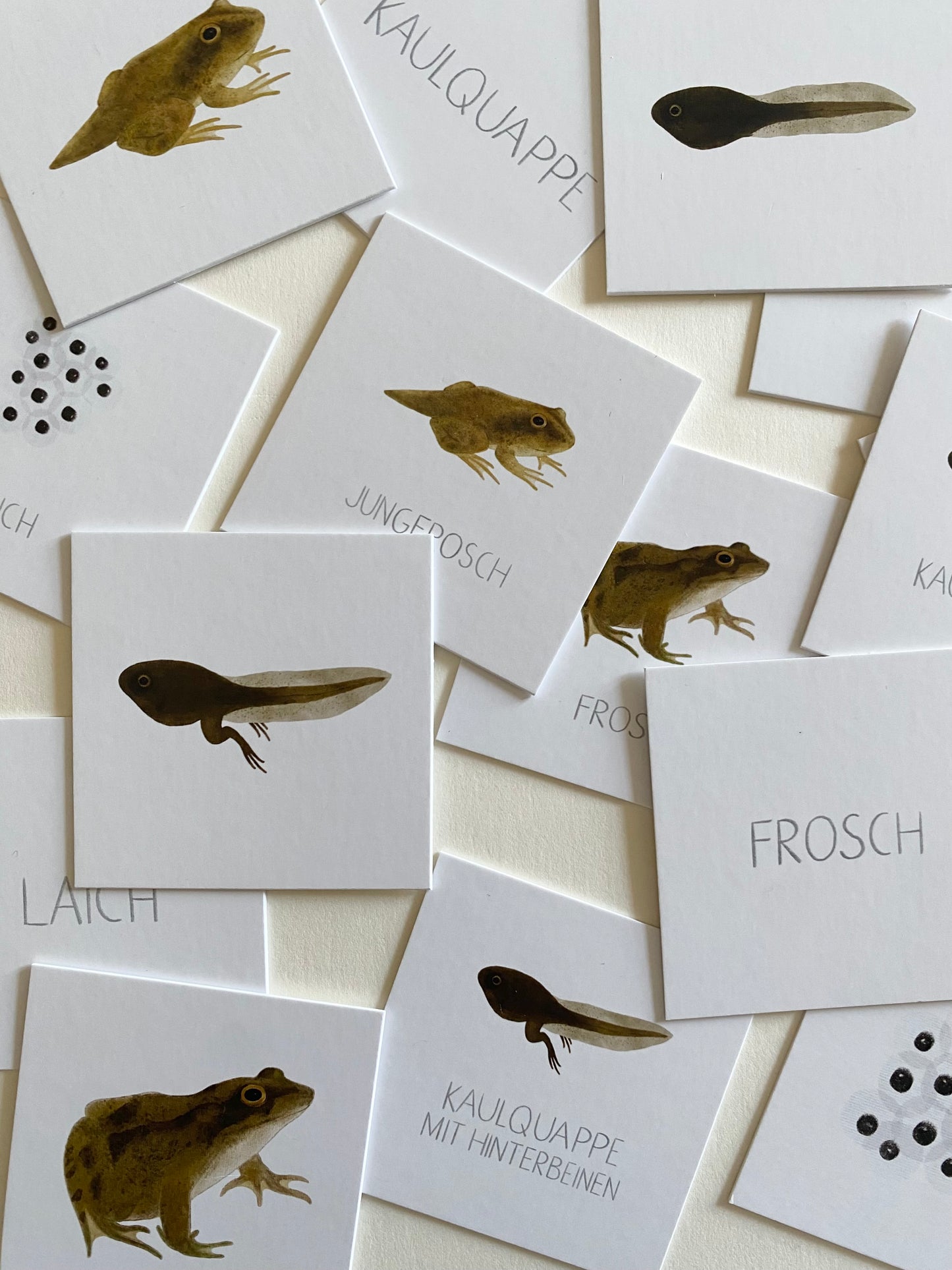 Lebenszyklus Frosch (mit Miniaturen)